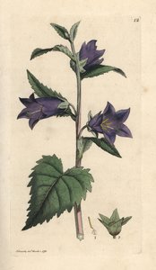 Nettle Leaved Bellflower by James Sowerby