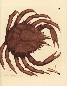 Norway King Crab or Northern Stone Crab, Lithodes maja