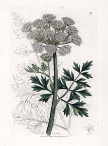 Oenanthe Safranee - Hemlock Water Dropwort, Oenanthe Crocata by James Sowerby