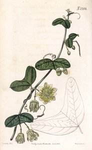 Passion Flower Variete, Passiflora biflora by James Sowerby