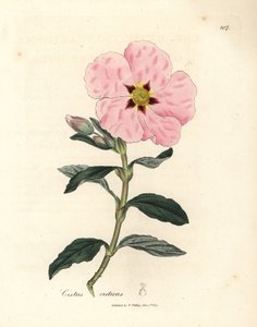 Pink flowered Cretan cistus, Cistus creticus by James Sowerby