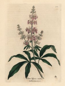 Pink flowered chaste tree, Vitex agnus castus