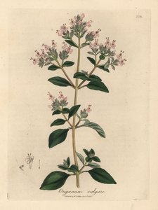 Pink flowered wild marjoram, Origanum vulgare