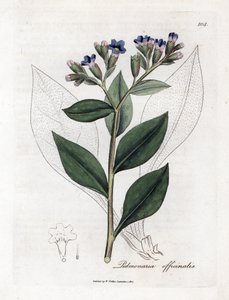 Pulmonary Officinale - Lungwort, Pulmonia Officinalis. Handcoloured Copperplate Engraving from a Botanical Illustration by James Sowerby from William Woodville and Sir William Jackson Hooker