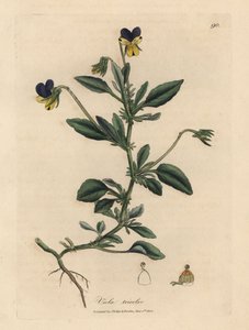 Purple and yellow pansy, Viola tricolor by James Sowerby