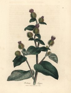 Purple flowered burdock, Arctium lappa