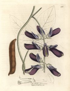 Purple Flowered Cowhage Dolichos, Dolichos pruriens by James Sowerby