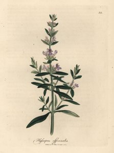 Purple Flowered Hyssop, Hyssopus officinalis by James Sowerby