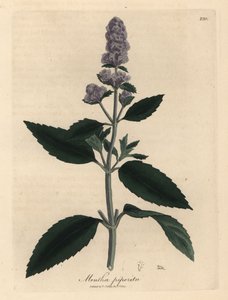 Purple Flowered Peppermint, Mentha piperita by James Sowerby