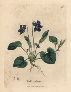 Purple flowered sweet violet, Viola odorata by James Sowerby