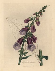 Purple foxglove, Digitalis purpurea