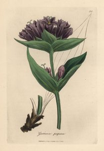 Purple gentian, Gentiana purpurea by James Sowerby
