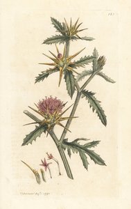 Purple Starthistle