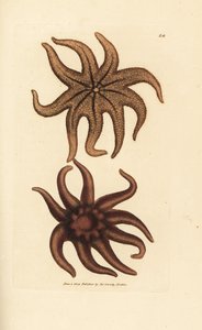 Purple Sun Star, Solaster endeca by James Sowerby
