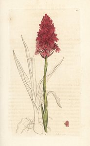 Pyramidal Orchid, Anacamptis Pyramidalis (Pyramidal Orchis, Orchis Pyramidalis) by James Sowerby