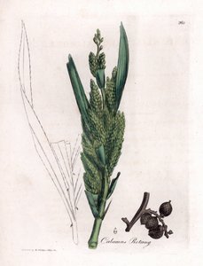 Rattan Palm, Calamus rotang