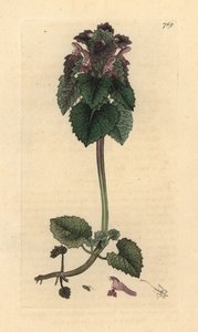 Red Deadnettle, Lamium Purpureum, Handcoloured Copperplate Engraving by James Sowerby