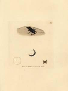 Rove beetle, Velleius dilatatus (Serrated-horned staphylinus, Staphylinus concolor) by James Sowerby