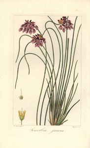 Rush lily, Sowerbaea juncea, native to Australia by James Sowerby