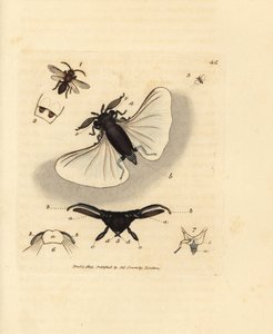 Sand Bee Parasite (Handcoloured Copperplate Engraving by James Sowerby from The British Miscellany)