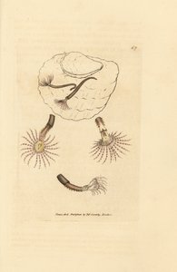 Sand worm with crimson feelers, Amphitrite rosea