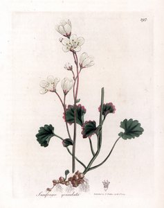 Saxifrage Granulee or Bulbbles - White Saxifrage, Saxifraga granulata. Handcoloured Copperplate Engraving from a Botanical Illustration by James Sowerby from William Woodville and Sir William Jackson Hooker