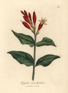 Scarlet flowered Indian pink, Spigelia marilandica by James Sowerby