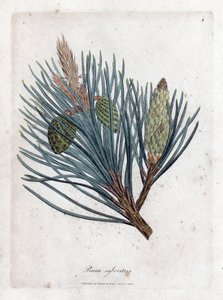 Scots Pine - Scotch Fir or Scots Pine, Pinus Sylvestris