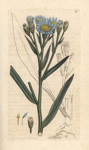Sea Aster by James Sowerby