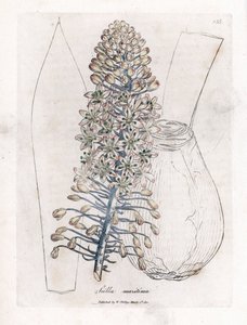 Sea onion or squill, Drimia maritima by James Sowerby