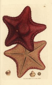 Sea star or starfish, Hippasteria phrygiana by James Sowerby