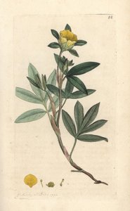 Shrubby Cinquefoil, Dasiphora fruticosa or Potentilla fruticosa (Handcoloured copperplate engraving) by James Sowerby
