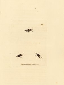Slender grasshopper, Tetrix subulata