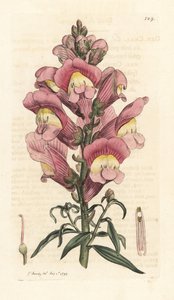 Snapdragon by James Sowerby
