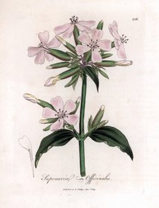 Soapwort, Saponaria Officinalis. Handcoloured Copperplate Engraving from a Botanical Illustration by James Sowerby from William Woodville and Sir William Jackson Hooker