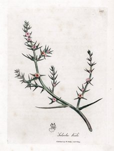 Soda Brulee - Prickly Saltwort, Kali Turgida by James Sowerby