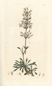 Spanish Catchfly by James Sowerby