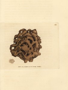 Sponge, Haliclona cinerea (Cancellated sponge, Spongia cancellata)