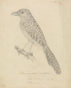Spot-backed Antshrike by James Sowerby