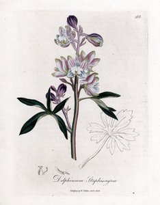 Staphisegar or Grass with Lice or Grass with Gouty or Wild Grapes - Palmated Larkspur or Stavesacre, Delphinium staphisagria. Handcoloured Copperplate Engraving from a Botanical Illustration by James Sowerby from William Woodville and Sir William Jackson H by James Sowerby