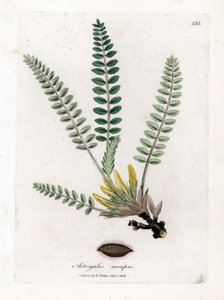 Stemless Astragalus - Stemless Milkvetch, Astragalus Excapus by James Sowerby