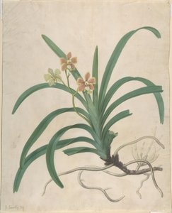Study of an Orchid, 