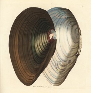Swan Mussel (Handcoloured Copperplate Engraving by James Sowerby from The British Miscellany)
