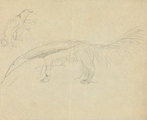 Two Anteaters by James Sowerby