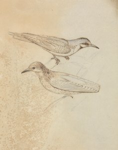 Two Tree Creepers? by James Sowerby