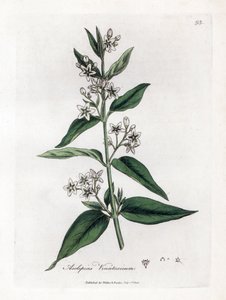 Swallowwort, Asclepias vincetoxicum by James Sowerby