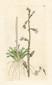 Water Lobelia by James Sowerby