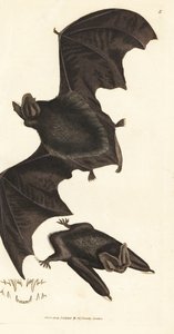 Western Barbastelle Bat (Handcoloured Copperplate Engraving by James Sowerby from The British Miscellany)