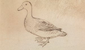 White-faced Whistling Duck by James Sowerby