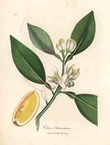White blossom and ripe fruit segment of the orange tree, Citrus aurantium
